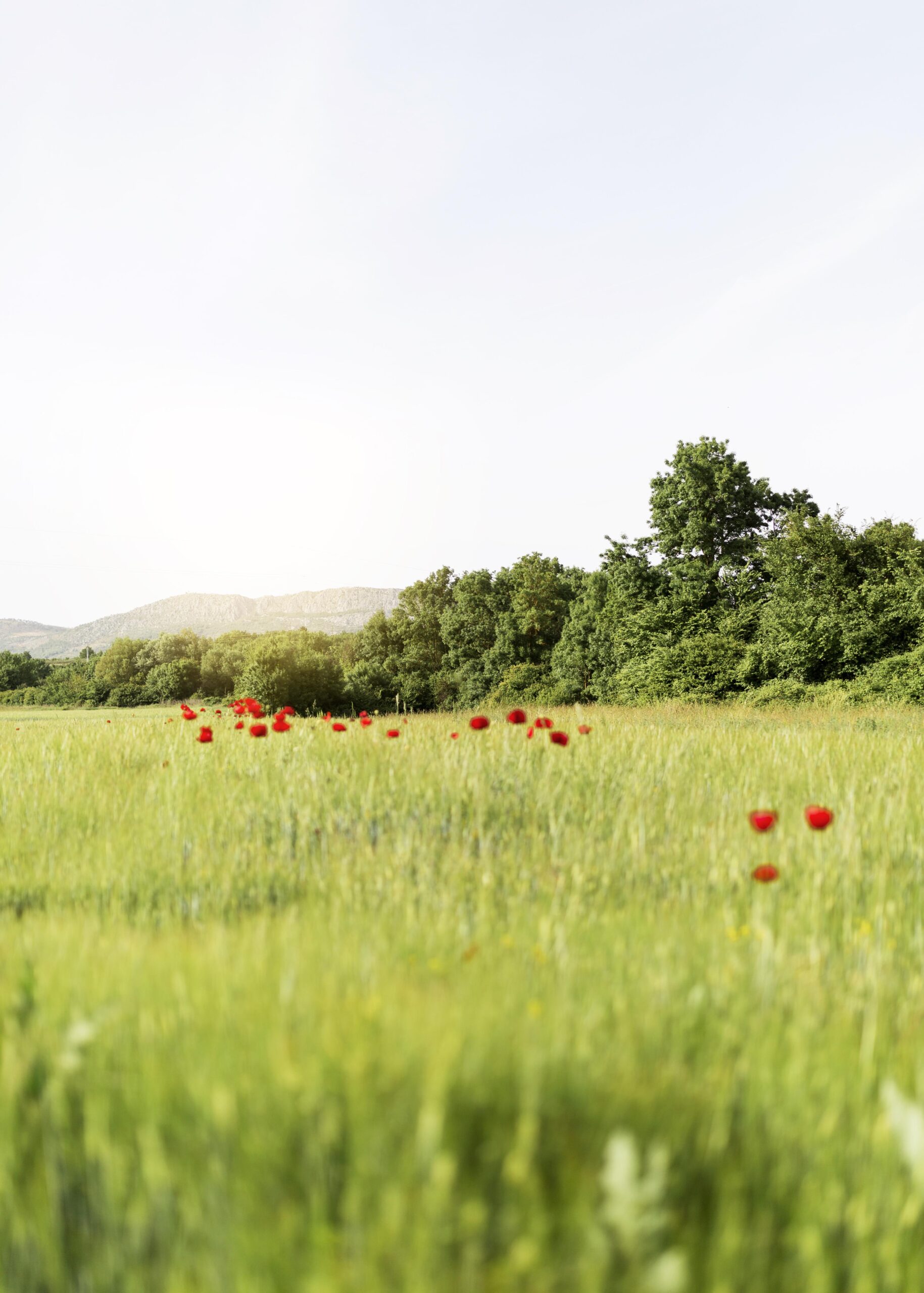 farm-life-with-poppies-field