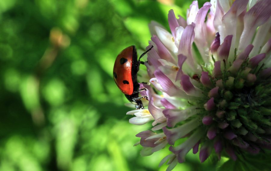 close-up-insect-flower-ladybug-macro