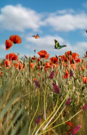 spring-scene-with-flowers-butterfly